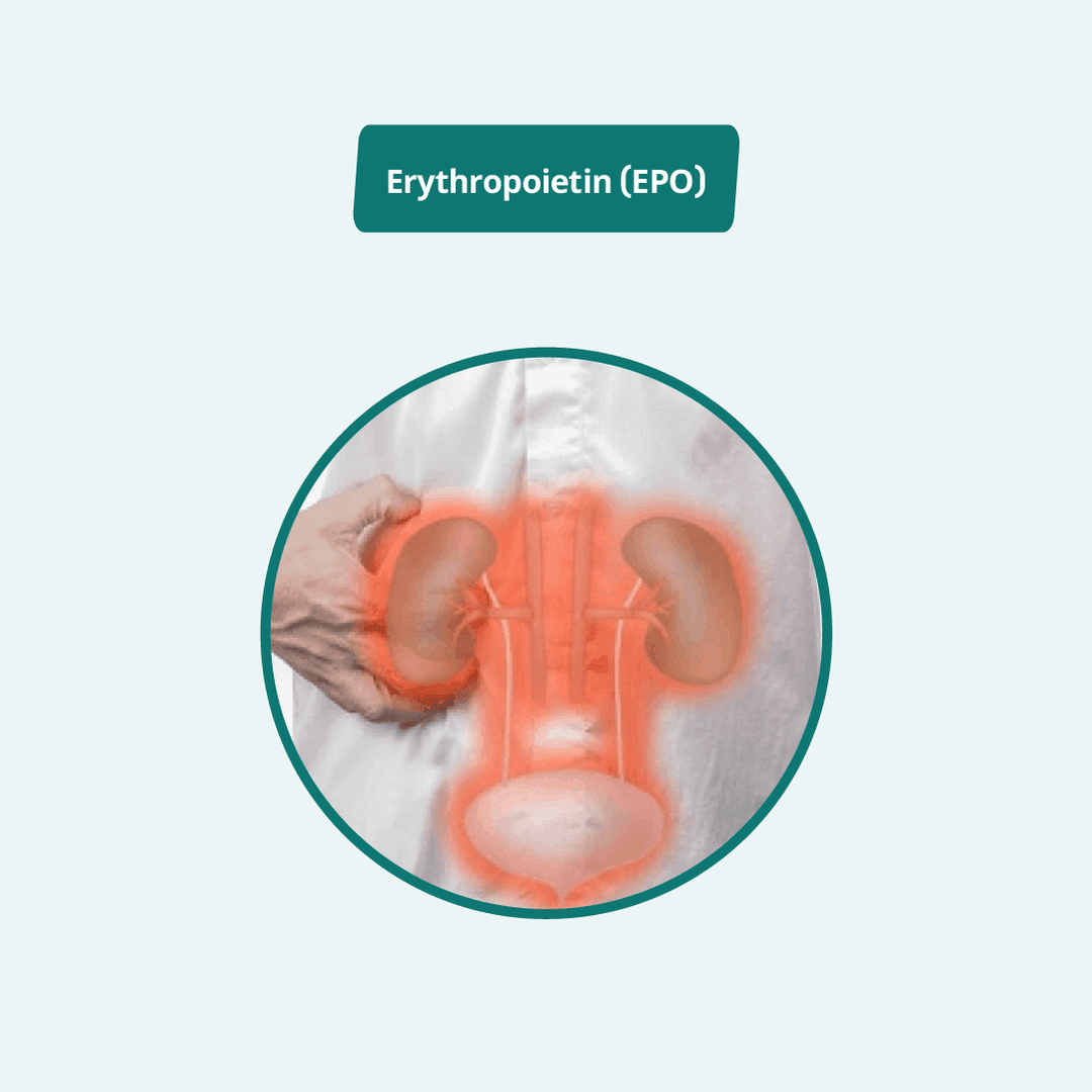 Erythropoietin(EPO)
