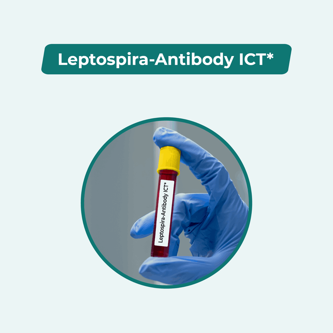 Leptospira-Antibody ICT