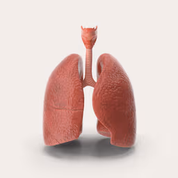 Lungs