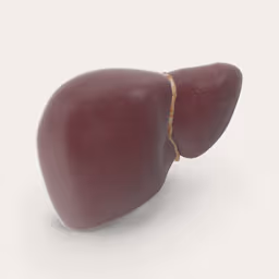 Liver