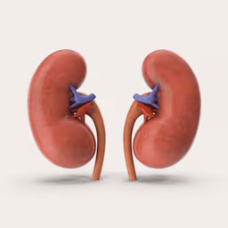 Kidney